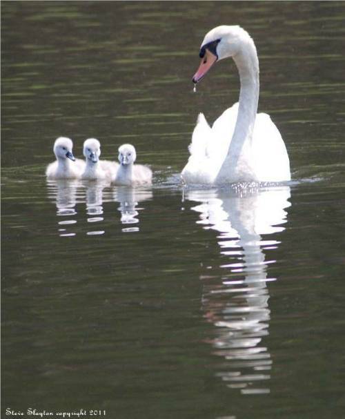 New DEC Mute Swan Management Plan Announced, GooseWatch NYC Asking Public for Comments