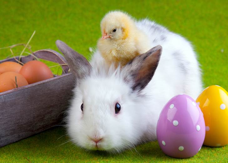 Seriously Guys Baby Rabbits And Chickens Are Not Appropriate As Easter Gifts The Bronx Chronicle