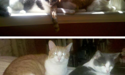 Bronx Pets – Gary and Stormy