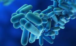 Legionnaires’ In Morris Park: What’s Up with That
