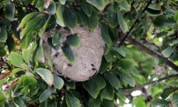 Several residents reported being stung after this hornets nests appeared virtually overnight on Graff Avenue in Throgs Neck. Photo by David Greene