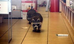 A pair of raccoons had the entire GNC store to themselves after a break-in reported Thursday.--Photo by David Greene