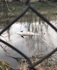 A dead dolphin was seen in the Hutchinson River near Glover Field in Pelham, March 24, 2017. (Photo: Lohud.com)