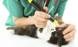 Veterinary Practice News