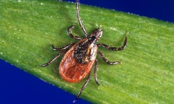 Senator Schumer: Feds Must Work Faster to Combat the Surge in Tick-Borne Disease