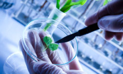 USDA to Re-engage Stakeholders on Revisions to Biotechnology Regulations