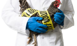 APHIS Proposes Updates for Avian Influenza Virus Elimination Flat Rate for Floor-Raised Poultry