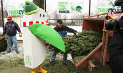 “Tree-cycling” Your Christmas Tree in NYC; Options include Curbside Collection and MulchFest