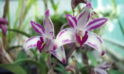 APHIS Publishes Final Rule to Allow the Importation of Dendrobium spp. Orchid Plants from Taiwan into the United States