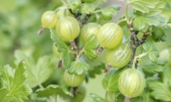 APHIS Proposes to Allow the Importation of Fresh Cape Gooseberry Fruit from Ecuador