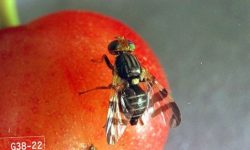 USDA Warns Dangerous Pests are Emerging, Adds Cherry Fruit Fly to Alert List  April is “Invasive Plant Pest and Disease Awareness Month”