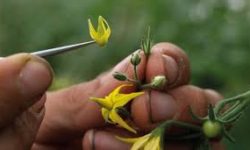 Secretary Perdue Issues USDA Statement on Plant Breeding Innovation