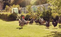 Group of chickens walking around a green lawned garden on a free range urban farm, with gentle sunlight