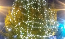 The Bronx Christmas Tree is lit